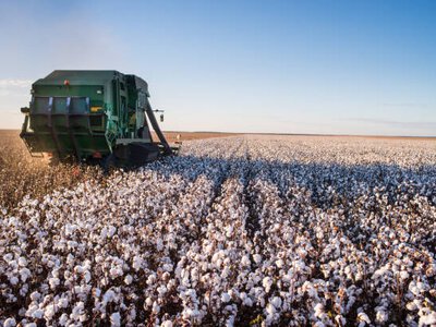 Аграрії півдня зможуть отримати до 10 000 грн за гектар бавовнику
