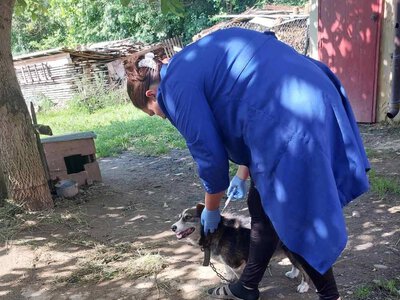 На Прикарпатті триває кампанія проти сказу: вакцинували сотні тварин