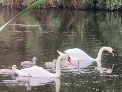 Маленьке поповнення на Тетереві: у Чуднові з’явилася нова лебедина родина