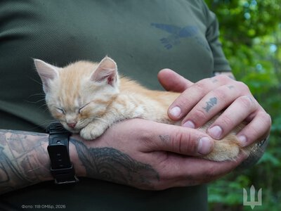Спецоперація “Мяу-Мяу”: військові дроном евакуювали з позицій кішку і п’ятьох кошенят. ФОТО