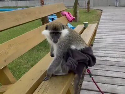 Ларіска здала «фотографа»: чоловік із мавпочкою на Світязі виявився військовим у СЗЧ