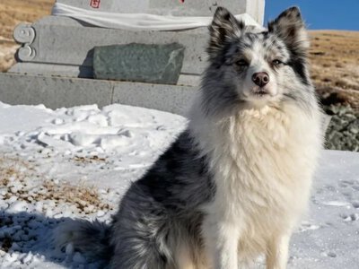 У Китаї викрали та з’їли собаку, яка мала 1,5 мільйона підписників