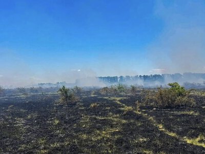 За добу на Закарпатті сталося 12 пожеж, більшість — через займання сухостою