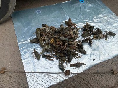 На Полтавщині викрили браконьєрів, які незаконно наловили раків