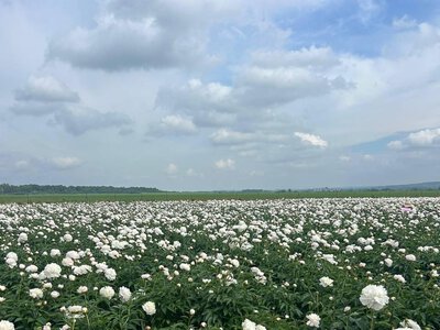 Море кольорів: на Буковині розквітло найбільше в Україні поле півоній