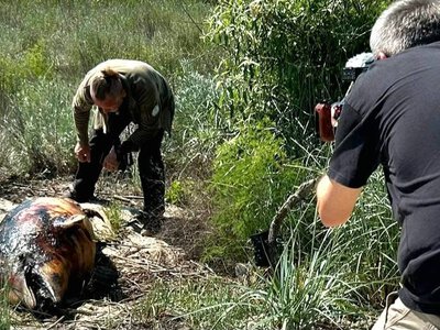 Екоцит у Чорному морі: німецькі журналісти зафільмували наслідки загибелі дельфінів на Одещині