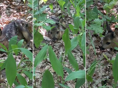 На Коростенщині грибники знайшли у лісі плямисте оленятко. ФОТО