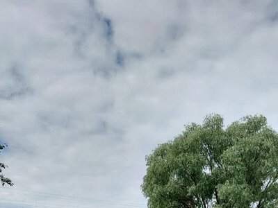 У Кролевецькій громаді скошують осередки борщовика