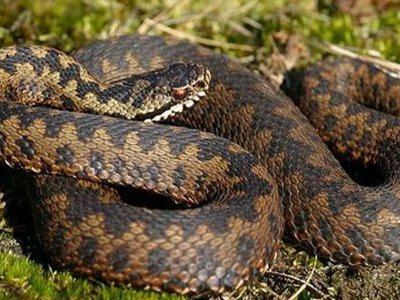 Укуси змій на Волині: які види небезпечні та що робити