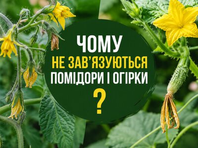 Чому не зав’язуються помідори і огірки: основні причини та як виправити проблему
