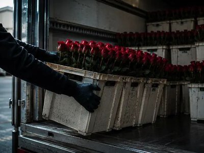 Контрабанда квітів: куди зникає 80% імпорту з Нідерландів і хто засліпив митників