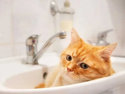 Дві вулиці Рожища залишились без води