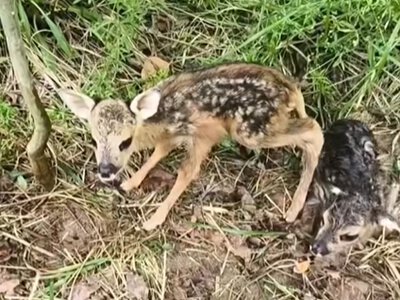 Лісівники Черкащини зняли на відео новонароджених оленят