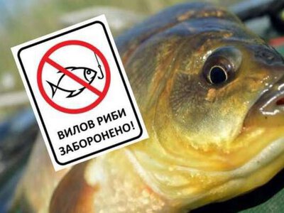 В громаді на Буковині заборонили ловити та їсти рибу із одного зі ставків