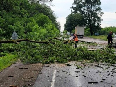 У Шипинцях буревій повалив дерева та гілля на проїжджу частину траси