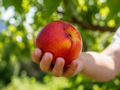 Смак вирішує все: які нектарини стали фаворитами у дітей