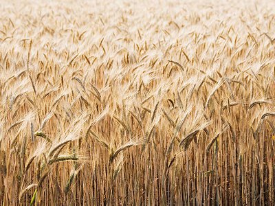 USDA підвищило прогноз урожаю пшениці в Україні до 23,5 млн тонн