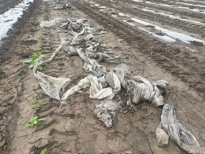 Негода знищила розсаду кавунів на Черкащині