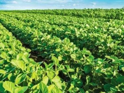 Мешканець волинської громади засіяв 2000 м² комунальної землі соєю
