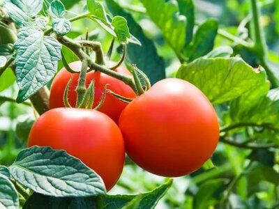 Коли поливати помідори в спеку: поради для здорових кущів і рясного врожаю