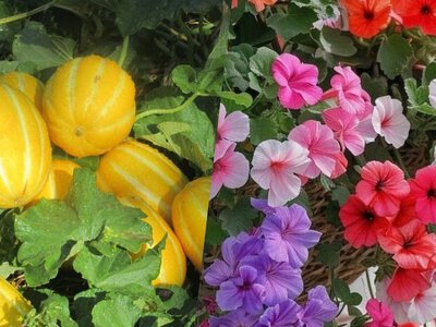 Які квіти, овочі та фрукти посадити у червні, щоб мати пишний і врожайний сад