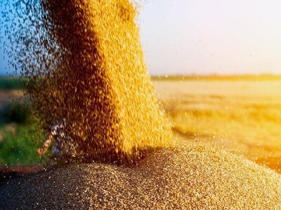 Аналітики підрахували, які культури в агросекторі приносять Україні мільярди доларів