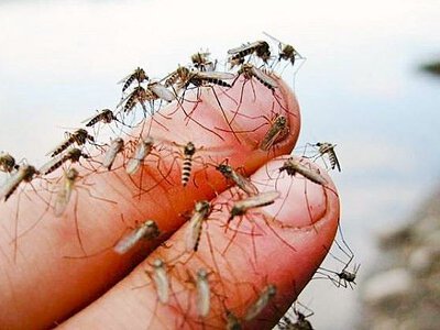 Ловушка для комаров и мух: Сделать за 5 минут своими руками