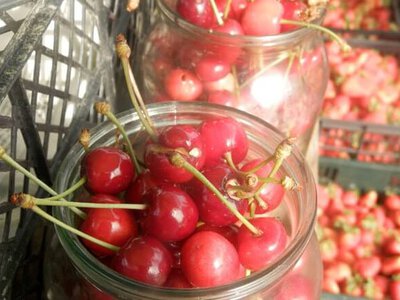 Цена на черешню в Харьковской области уже не будет меняться