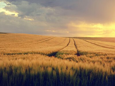 Продали землю, а податок усе одно приходить: чому так відбувається