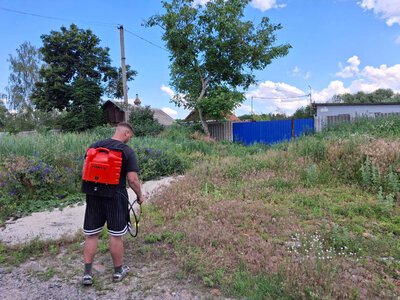 У Полтавській громаді почали знищувати амброзію