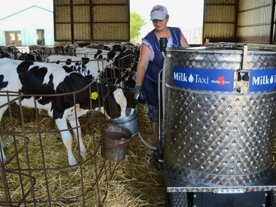 Пробіотики для телят: інновації у молочному таксі