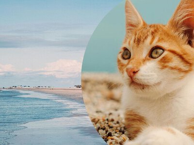Брати кота на море чи залишити вдома: ветеринари дали остаточну відповідь