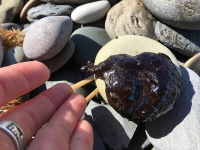 Туристи виходять із моря в мазуті: нові фото з Анапи поставили владу РФ у незручне становище