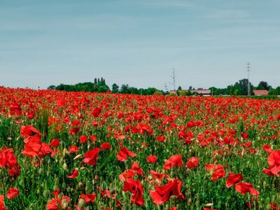Ціна яскравого кадру: які штрафи та покарання загрожують українцям за витоптування макових полів 
