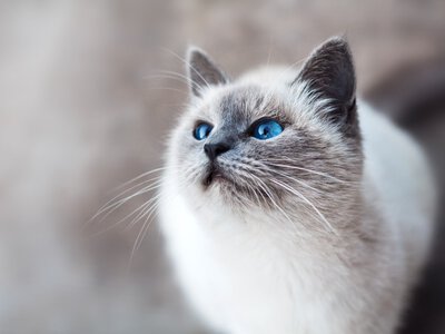 Названо котів, які не будять господарів ночами: топ-5 найспокійніших порід
