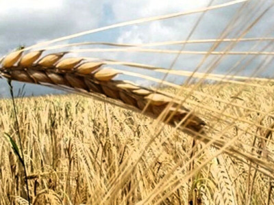 Атаки ЗСУ зірвали жнивну кампанію у Криму