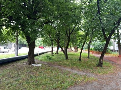 На вулиці Мазепи у Львові висадять 108 нових дерев