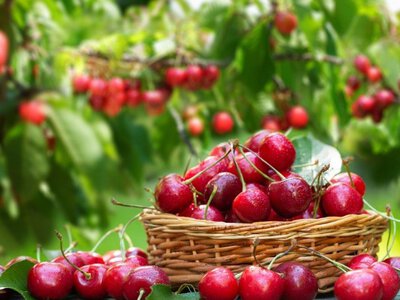 В Україні стрімко подешевшала черешня: скільки коштує