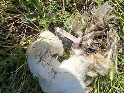 Останній сигнал привів до трагічної знахідки: на півдні Одещини виявили рештки рідкісного червонокнижного птаха