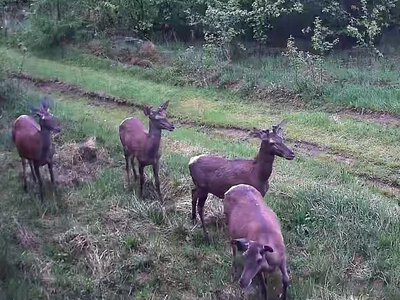 В об’єктиви прикордонних камер потрапили незвичні гості. ВІДЕО