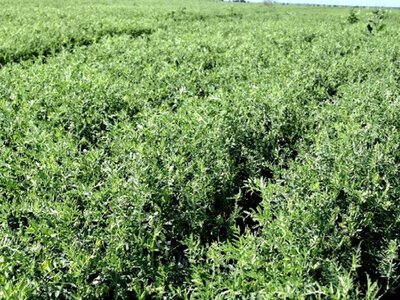 Сочевиця в Tekom Agro Group: урожай формується