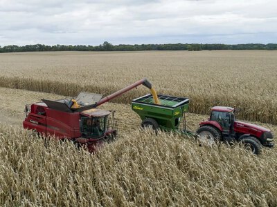 Акції українських агрохолдингів просіли за тиждень: найбільше втратила ІМК