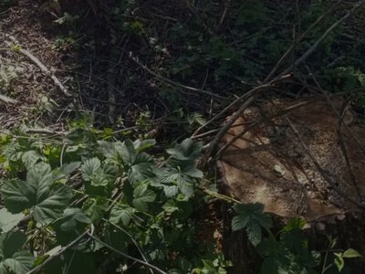На території Голобської громади виявили незаконну вирубку дерев на понад 224 тисячі гривень