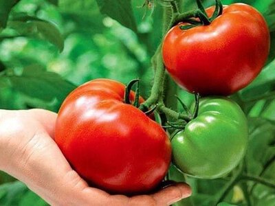 Як захистити томати від фітофторозу в умовах дощового літа