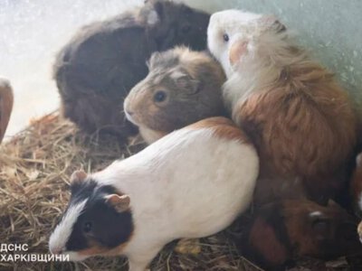 Росіяни вдарили по зоопарку в Харкові: загинули і постраждали тварини