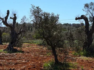 Апулія намагається відновитися після знищення олив бактерією ксилела