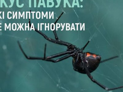 Чорна вдова атакує Дніпропетровщину: медики розповіли про небезпеку зустрічі з каракуртом