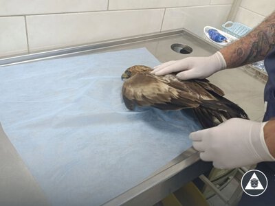 Знесиленого яструба знайшли на воді у Запоріжжі: птаха лікують у Вінниці