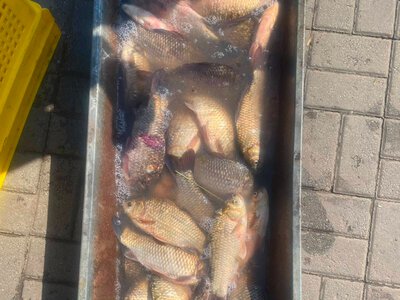 На Житньому ринку в Житомирі викрили незаконний продаж риби