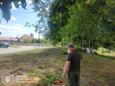 У місті на Рівненщині під час видалення дерев знищили гнізда граків